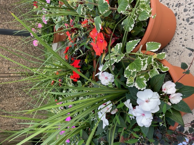 Planter - New Guinea Imp, Spike, Swedish Ivy, Euphorbia