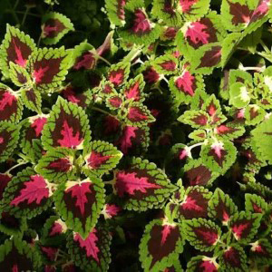 Coleus
