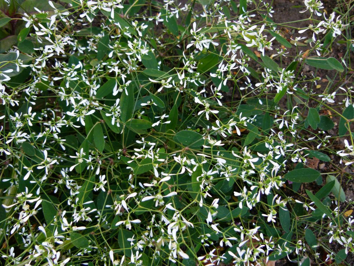 Euphorbia - Diamond Frost