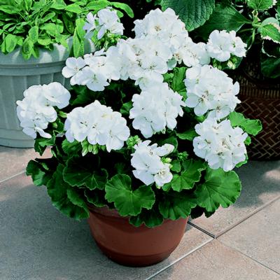 Geranium - White