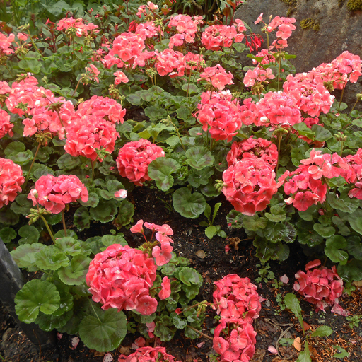 Geranium - Salmon