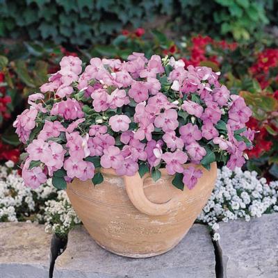 Impatiens - Blue Pearl