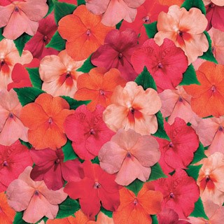 Impatiens - Mix