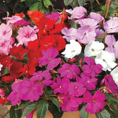 Impatiens - New Guinea