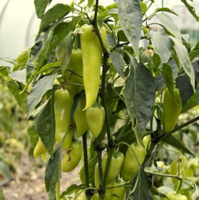 Peppers - Sweet Banana