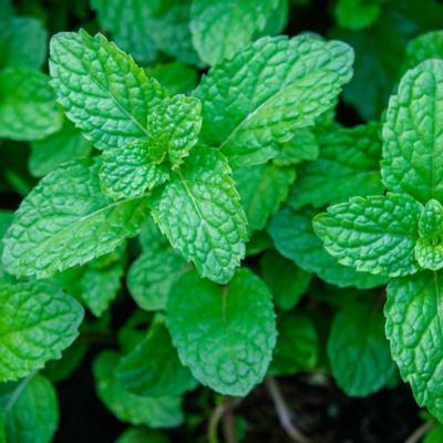 Peppermint