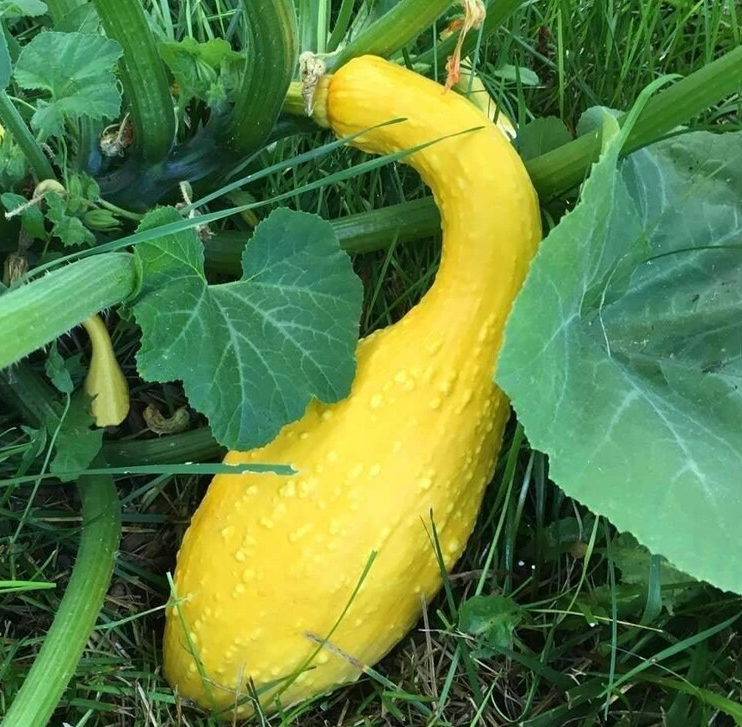 Squash - Yellow Crookneck