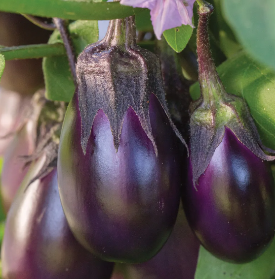 Eggplant - Burpee Hybrid