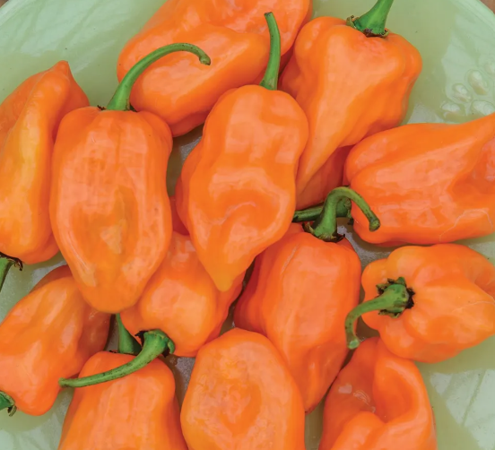 Peppers - Habanero