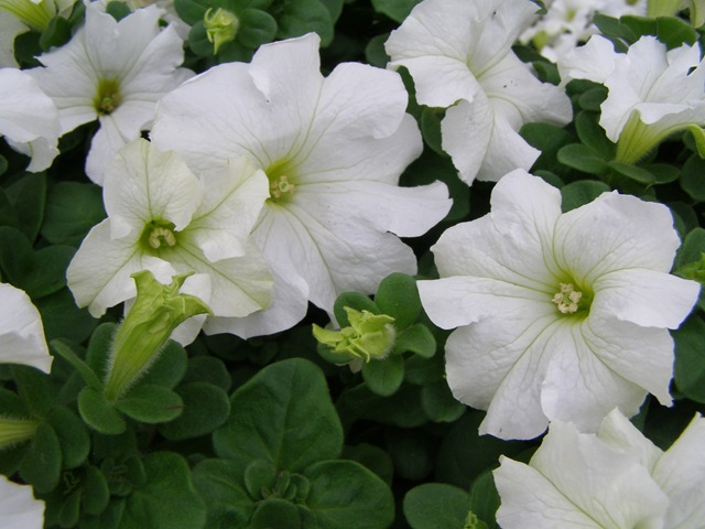 Wave Petunias - White