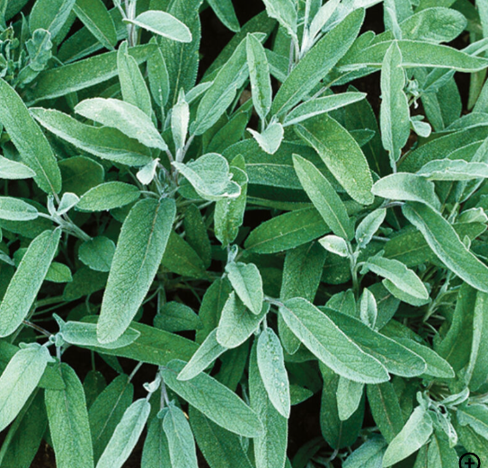 Sage